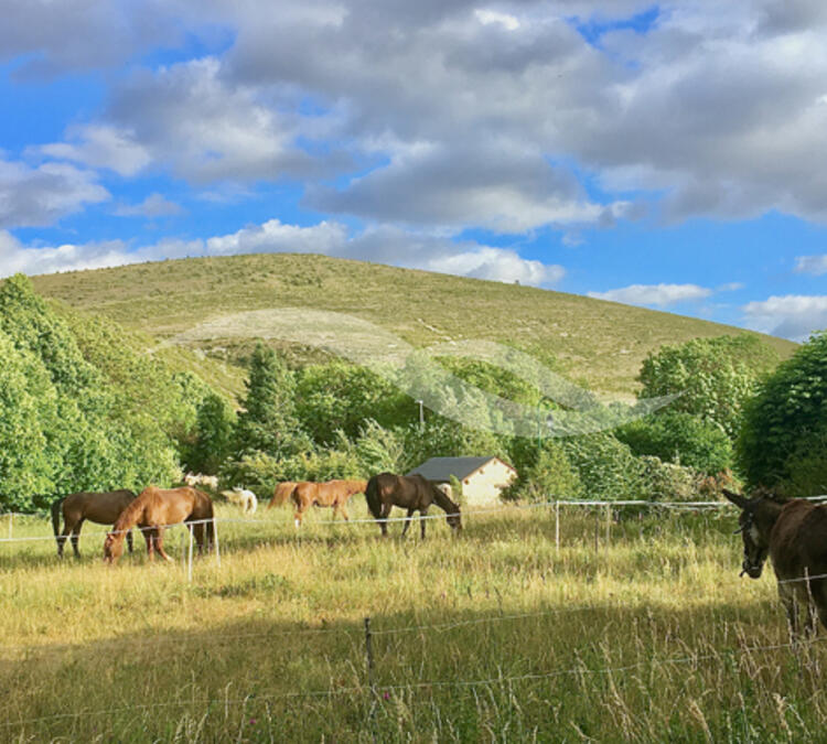 L0444 | MAISON ET TABLE D’HOTE - GITE**